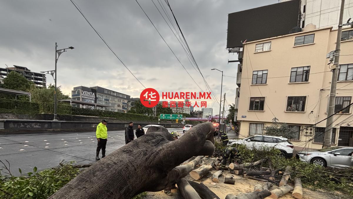 强风雨致Cuauhtémoc市树木倒塌