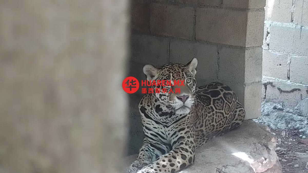 普拉亚德尔卡门救援无水无食的美洲豹、美洲狮和鸟类