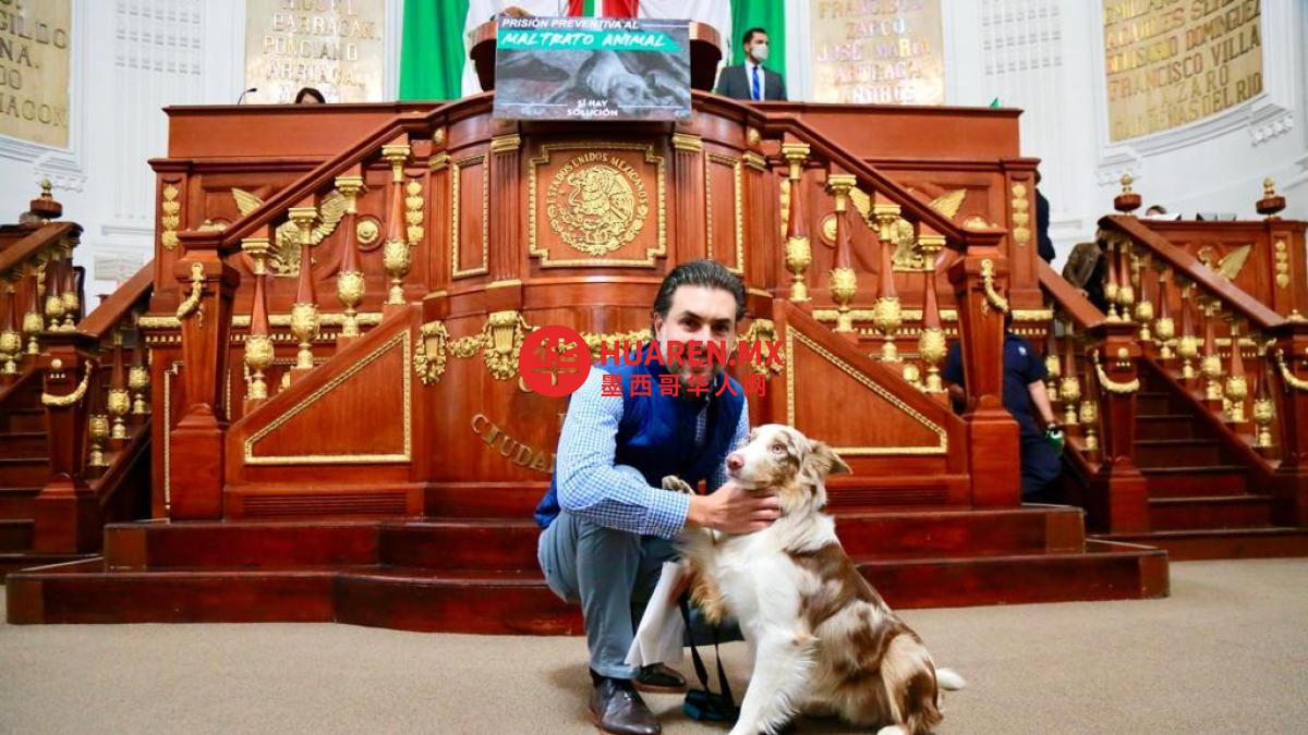 墨西哥绿党呼吁设立动物虐待犯罪专门检察官