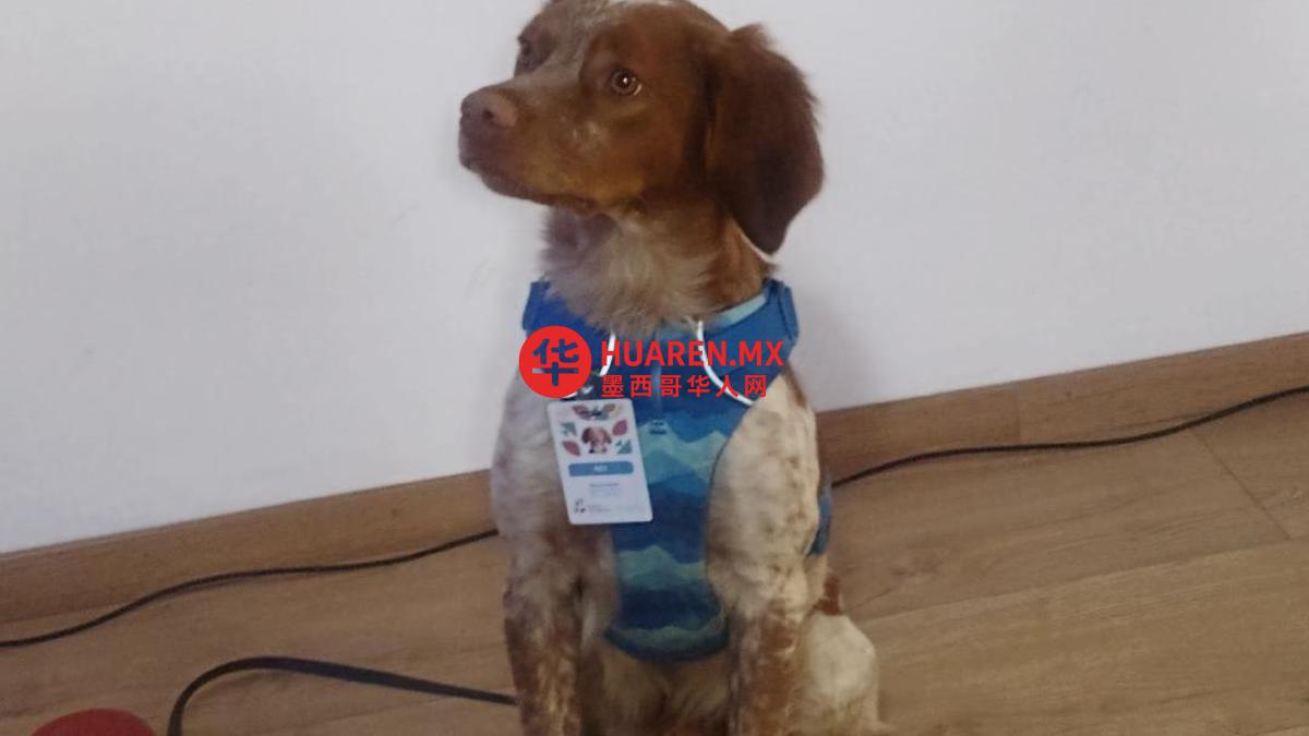 萨尔蒂略水务公司引入新“嗅探犬”Rex,助力隐形漏水检测