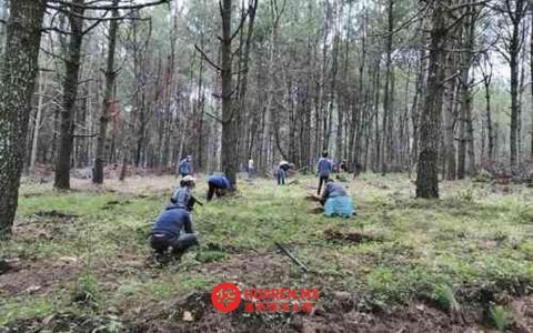 在乌鲁阿潘（Uruapan）森林地区，数名寻找亲人的母亲发现四具尸体。