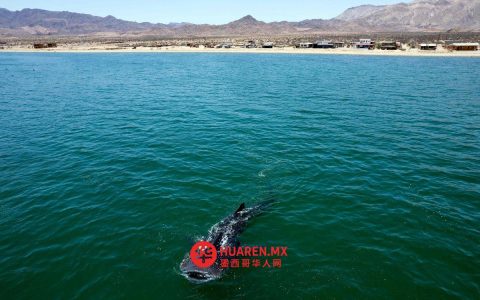 全球会议支持对大白鲨的保护措施（tiburón blanco）