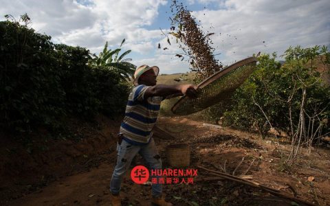 截至10月，巴西咖啡出口量下降，出口额（墨西哥）增长27%。
