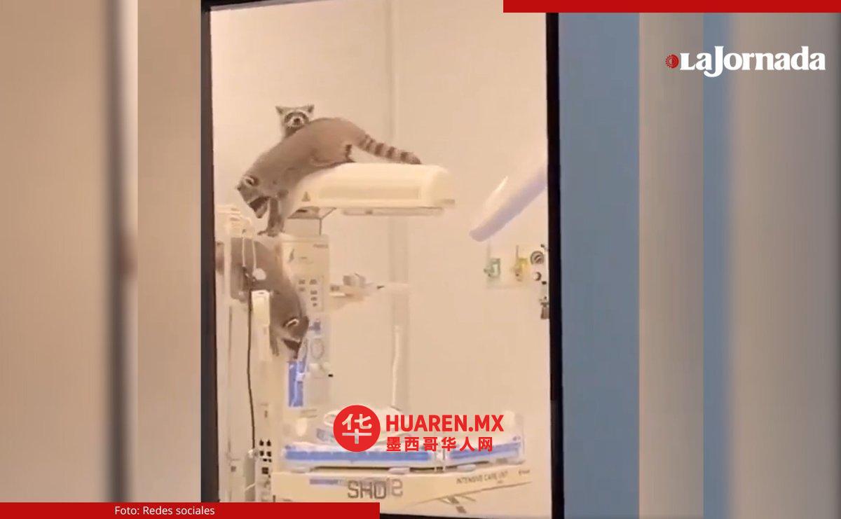 在阿卡普尔科的这家地区性医院里，三名美洲豹（mapaches）正在医院的大厅里闲逛……