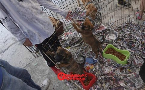 墨西哥城议会禁令：宠物不得在笼子或展示柜中展出（Ciudad de México）