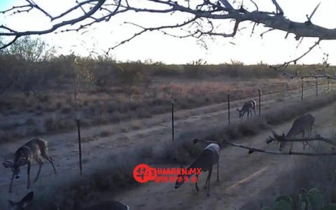 新拉雷多（Nuevo Laredo）猎人云集，鹿群发情期狩猎季正式开启