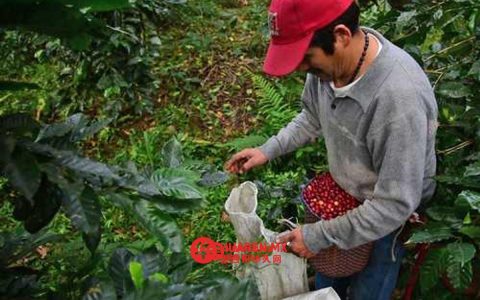 巴西对美国咖啡出口关税上涨超50%