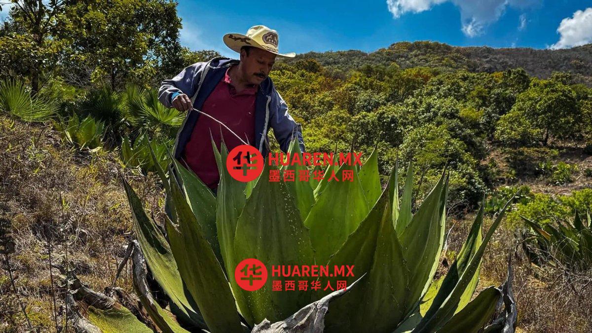 格雷罗州梅斯卡尔酒生产商呼吁政府出台扶持计划（墨西哥州）