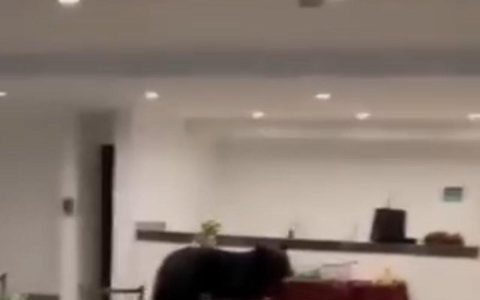 新莱昂州（Nuevo León）惊现黑熊闯入圣诞主题旅馆