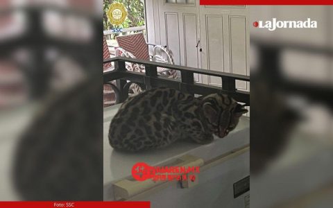 一只野猫闯入阿尔瓦罗·奥布雷贡街住宅，救援队成功将其救出