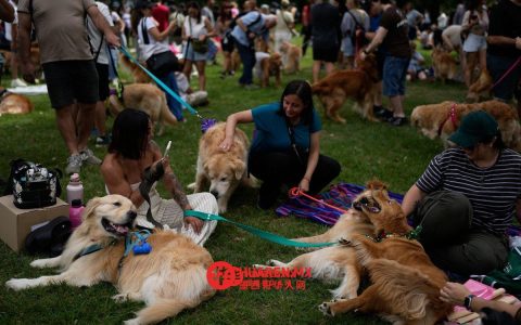 两千只金毛猎犬在布宜诺斯艾利斯（Buenos Aires）突然倒下