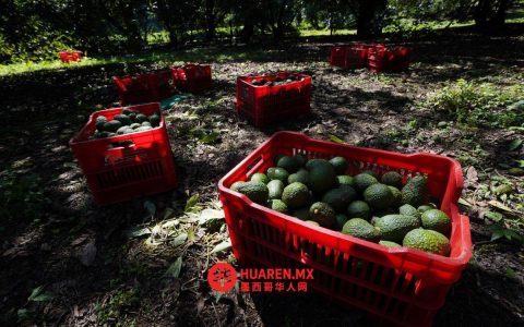 米却肯州2000果园因砍林被禁对欧出口鳄梨