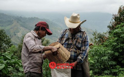 “Café Bienestar”仅惠及1%咖啡农，多数种植者仍被排除在外
