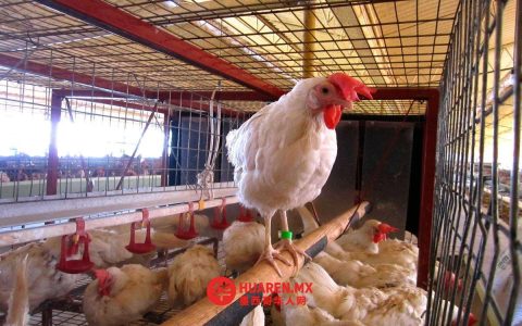 韦拉克鲁斯省拟在皮尔格林斯地区建养鸡场，正启动可行性研究