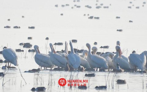 特克斯科科湖（Lago de Texcoco）时隔15年再现鹈鹕群