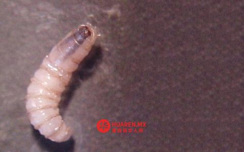塔毛利帕斯州马德罗市（Madero）发现一例宠物感染“破坏性蠕虫”病例