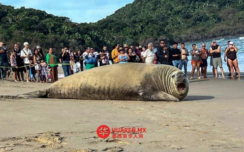 纳亚里特海滩现海象晒太阳身影