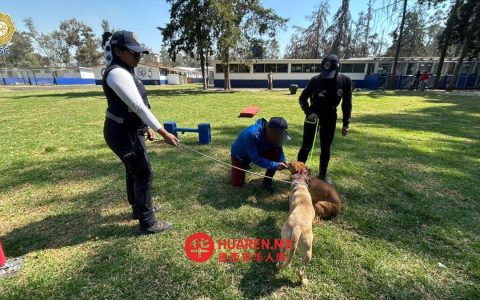 方济各会工作人员探访索奇米尔科（Xochimilco）动物收容所犬只