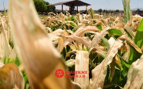 寒潮来袭：农业与畜牧业面临哪些挑战？