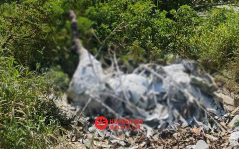 马德罗市发现一匹死马