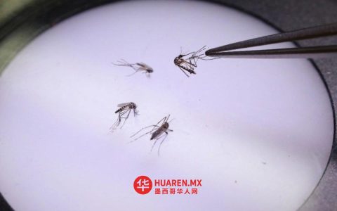 尤卡坦州启动防蚊防病计划