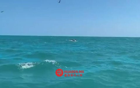 马塔莫罗斯巴格达海滩现百头海豚群