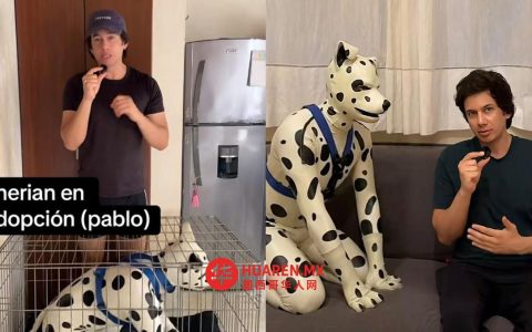 卡洛斯领养一只达尔马提亚犬 | 视频