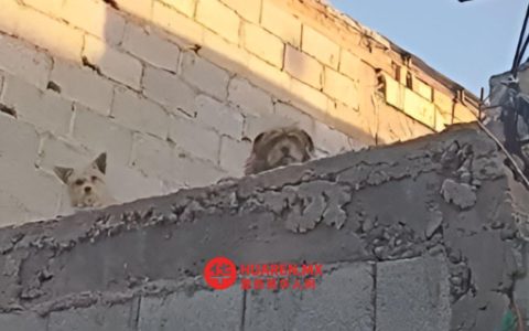 托雷翁一公寓阳台发现被遗弃小狗