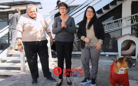 普埃布拉一公路服务站小狗寻得新家