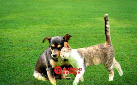 坦皮科开展宠物领养活动：狗狗与猫咪待领养