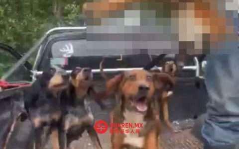 韦胡特拉-德雷耶斯社区遭举报发生偷猎行为