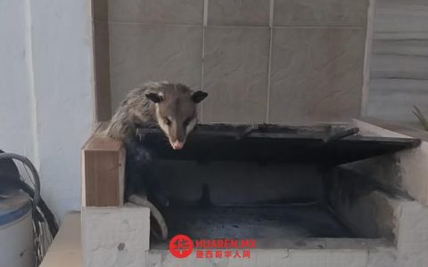 民防部门在莱尔多救出一只名为“Tlacuahe”的动物及其幼崽