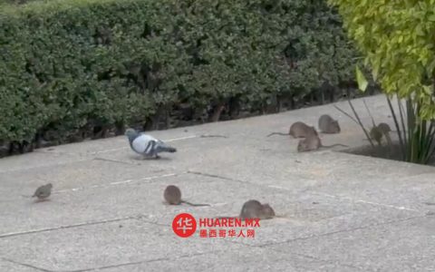 墨西哥城改革大道老鼠成群，视频曝光