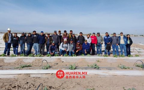 学生实地了解农用肥料种植甜瓜与西瓜的技术