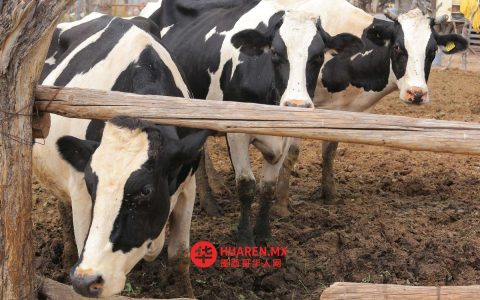 杜兰戈州2025年出口额保持稳定