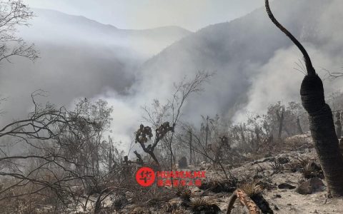 2025年，塔毛利帕斯州逾1.9万公顷土地遭大火焚毁