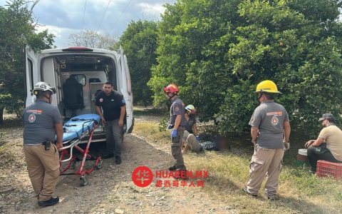 荷兰果园青年采橙时触电身亡