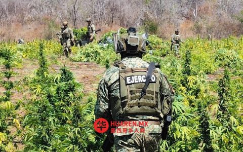 米却肯州的有组织犯罪在大麻种植方面不断创新。