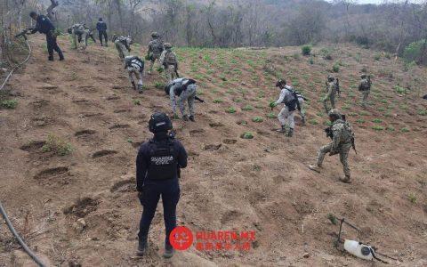 墨西哥海军在米却肯州摧毁7500株大麻植株