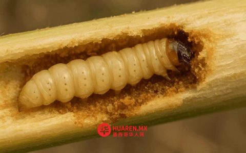 恰帕斯州兔子遭“Gusano barrenador”寄生虫侵扰