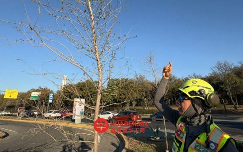蒙特雷市“极端植树”项目助力三月城市焕绿