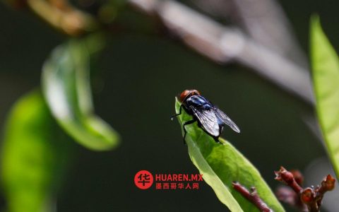 墨西哥批准在美国边境释放灭活蚊子