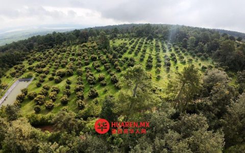 米却肯州将向超级碗输送12万吨牛油果