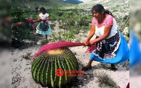 2027年起，伊达尔戈（Hidalgo）地区龙舌兰糖将启用新技术生产，特拉斯希亚卡（Tlaxiaca）的Hñähñu族女性将负责运营工厂。