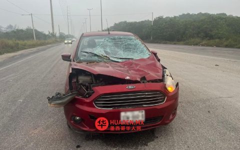 路易斯·唐纳尔多·科洛西奥大道上一匹马遭车撞身亡