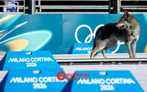 米兰-科尔蒂纳赛事现场，一只名为“Perro Lobo”的狗意外闯入，视频迅速走红网络