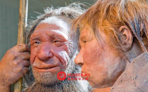 人类女性或与尼安德特人存在频繁互动