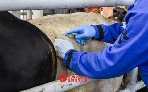 塔毛利帕斯州报告24例“钻心虫”感染病例，冈萨雷斯病例数居首