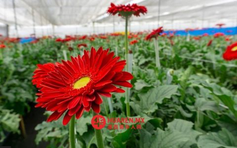 情人节花卉出口遇关税难题
