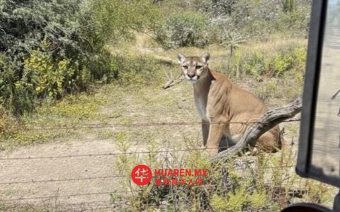 瓦乌特拉社区全面禁猎